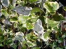 Hedera Canariensis